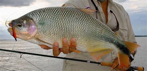 peixe piracanjuba - peixe molinesia